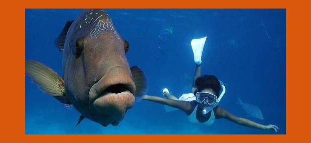 Great-Adventures-Great-Barrier-Reef-Cruise-to-Norman-Reef-Wally-The-Maori-Wrasse
