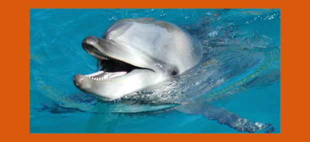 Seaworld-Gold-Coast-Theme-Parks-Dolphin