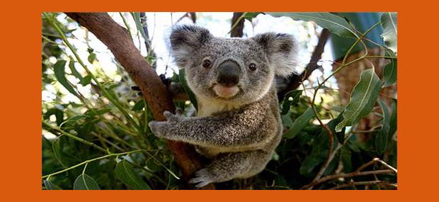 Currumbin-Wildlife-Sanctuary-Gold-Coast-Theme-Park-Koala-Australia