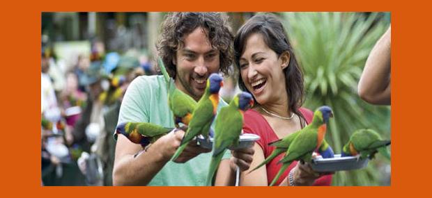 Currumbin-Wildlife-Sanctuary-Gold-Coast-Theme-Park-Rainbow-Lorikeet-Bird-Feeding