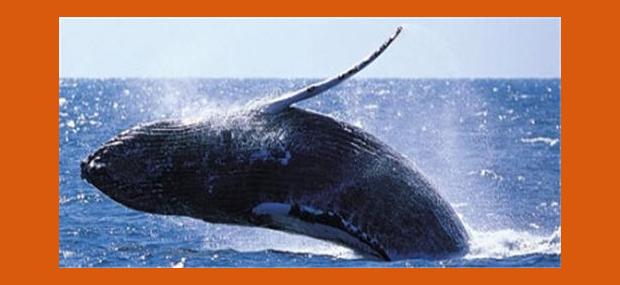 Whales-In-Paradise-Surfers-Paradise-Gold-Coast-Whale-Watching