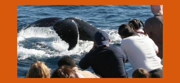 Whale-Watching-Gold-Coast-Whales-In-Paradise-Surfers-Paradise