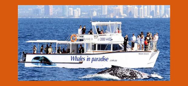 Whales-In-Paradise-Whale-Watching-Gold-Coast