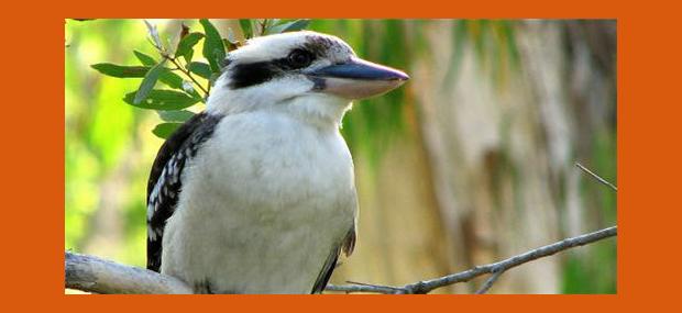 Cairns-Tropical-Zoo-Kookaburra-Cairns-Day-Tour