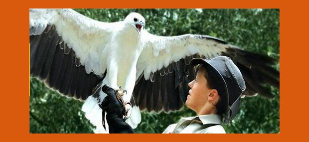 Cairns-Tropical-Zoo-Birds-of-Flight-Cairns-Day-Tours-Port-Douglas-Day-Tours