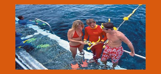 Quicksilver-Outer-Great-Barrier-Reef-Tour-Pontoon-Snorkelling