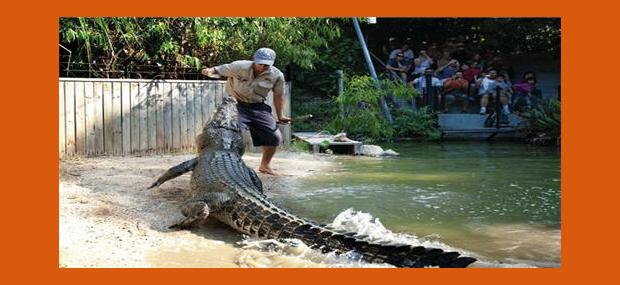 Hartleys-Crocodile-Adventures-Cairns-Day-Tours