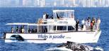 Whales-In-Paradise-Whale-Watching-Gold-Coast