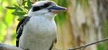 Cairns-Tropical-Zoo-Kookaburra-Cairns-Day-Tour