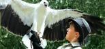 Cairns-Tropical-Zoo-Birds-of-Flight-Cairns-Day-Tours-Port-Douglas-Day-Tours